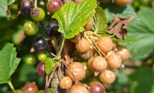 Zdjęcie do Nab&oacute;r zgłoszeń od producent&oacute;w rolnych, u kt&oacute;rych wystąpiły szkody spowodowanych przez wysokie temperatury w uprawach owocowych i warzywnych w dniach 20.07.2026 r. do 24.07.2026 r.