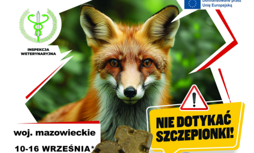 Zdjęcie do Szczepienie lis&oacute;w przeciwko wściekliźnie w dniach 10-16 września 2026 r